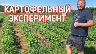 Картошка без окучивания