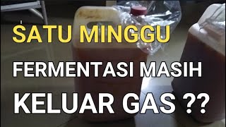 CARA PEMBUATAN PROBIOTIK UNTUK IKAN - SATU MINGGU FERMENTASI MASIH KELUAR GAS