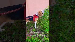 Fredy's first day walk with  new Harness |#Shorts