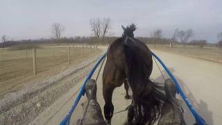 Harness Racing JS Swanman Training 3-1-19