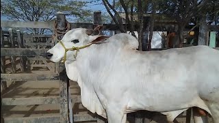 Feira de gado  de tabira no sertão  de pernanbuco