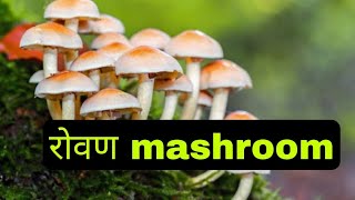 #mashroom कोकणातील अळंबी, रोवण