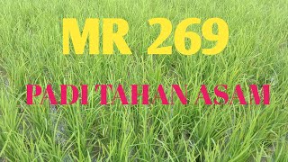 PERBEDAAN PADI MR 269 DENGAN VARIETAS LAIN