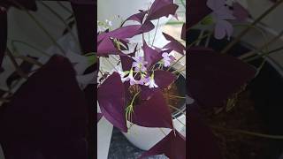 Oxalis triangularis # butterfly plant # beautiful plant🥰