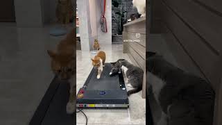 SPORCU KEDİLER! #kedi #koşubandı #koşu #spor #kedivideoları #komik #shorts #keşfet #öneçıkar #cat