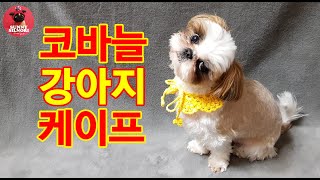 [써니의실노리]코바늘 강아지 케이프 만들기ㅣ반다나ㅣ턱받이ㅣ소형견 ㅣ중형견ㅣ대형견ㅣCrochet for dogs