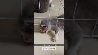 I’m stuck!! #funnyvideo #usacats #catfunny #funny #catsusa #pets #catusa #catvideos #cute