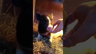 Товстунчик #поросята #pig #minipig #babypig #свиньи #fannyvideo #cute #вьетнамские #fun #товстий