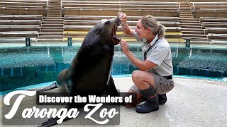 Taronga Zoo's Seal Show, Sydney Australia Part 2 of 2 | Toys School