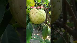 Srikaya jumbo #fruit #buah #srikaya #tambulampot #buahbuahan #shorts