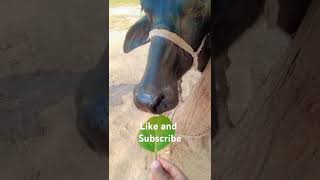 Mini vlog cow😀😁