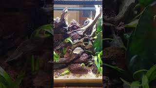 Guppy Fry Nursery | Red Lava Island | #beginneraquarium #aquascape #plants