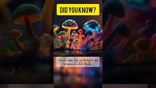 Glowing Mushrooms: Nature's Light Show #didyouknow #facts #glowingmushrooms #science #nature