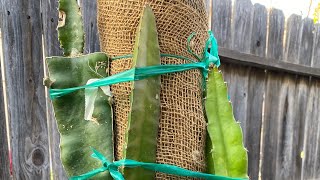 UCLA Hylocereus Costaricensis Dragon Fruit