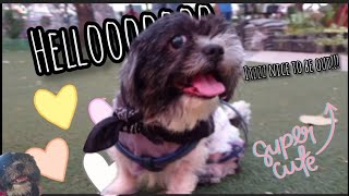 First DOGGIE Day Out & MALL TOUR  (since Pandemic) | Finally nakalabas after 8 months!! LOL