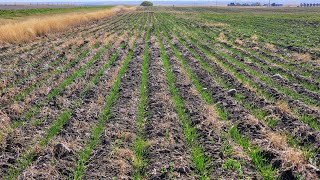 Winter Wheat Update