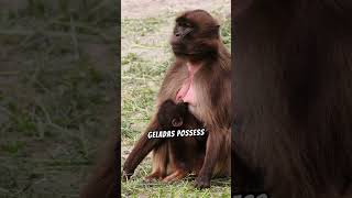 Learning More About The Geladas