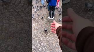 Local reacts to Amsterdam tip: pigeons?!