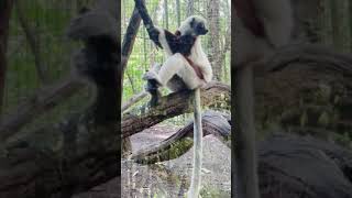 Coquerel’s Sifaka (Propithecus coquereli) / Avie Life in USA /#shorts