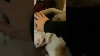 Aspen the Destroyer - gotta love a good neck massage