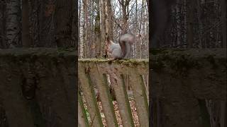 Бельчонок тоже делает запасы на зиму 🤗❤😋🌰🐿🐾🌳 #белка #белочка #squirrel #wildlife #дружба #animals ❤🐿