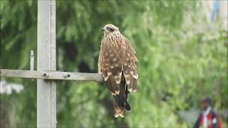 black kite