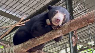 Sun bear Tenom: Day 2 at Tabin Wildlife Reserve