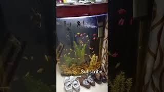 angle fish and many other fish #shortsyoutube #koifish #feeding #shorts