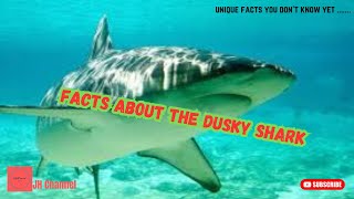 5 Interesting Facts about the Dusky Shark, Unique facts you don't know yet…