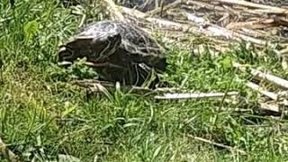 Болотная черепаха в дикой природе