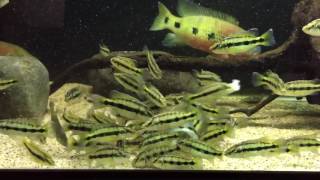 Hemichromis Fasciatus Fry update   Havoc & Widow   Feeding time! 10122016