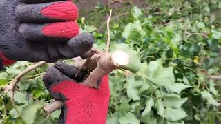 Rain or Shine: Reclaiming the Laurel Hedge from Ivy's Grip