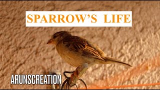 The House Sparrow's Life Part three  / A house sparrow Documentary