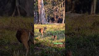 baby deer #wildpredator #educationalwildlife #animals #wildanimals #nature #howcute #cute