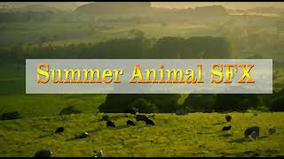 Summer Animal Ambience SFX