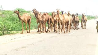 living in the desert of grid |100 camels running towards forest |100 جمل يركضون نحو الغابة |