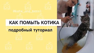 Как помыть котика. Подробный туториал