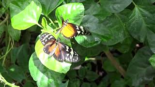 I visited the Botanical Garden in Utrecht on Saturday 16-07-2022.