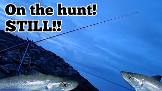 Old colwyn arches sea fishing COD HUNTING! WORTH A WATCH!