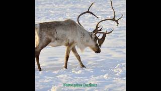 Porcupine Caribou hunt p2 #hunting #animals #porcupine