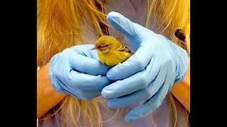 Pine Warbler Survives Window Strike And Predator Attack