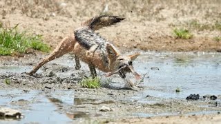 Jackal successfully hunts birds in the piguat || Animales Attack to birds