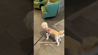 Dog Friendly Hotels Part 1 #funnycavapoo #cutecavapoo #dogvideo