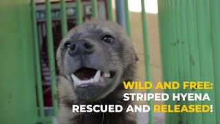 Wild and free: Striped Hyena rescued and released - Animal Rescue India