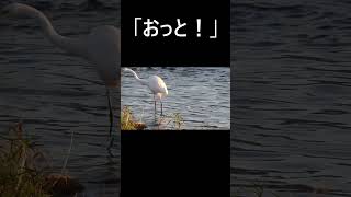 ダイサギ 。 #紀ノ川流域いきものチャンネル