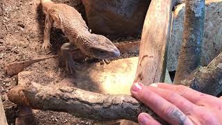 What do You Feed Your Savannah Monitor? Today we feed ours Super Worms