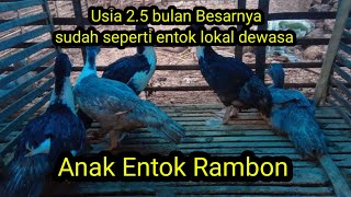 Anak entok Rambon baru usia 2.5 bulan sudah seperti entok lokal dewasa @irwanfauna