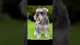 Good family dogs (My opinion) | Part 1 #shorts #viral #cute #dogshorts