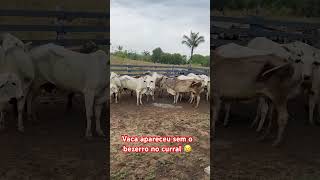 Vaca pariu e apareceu sem bezerro o que fazer ?? 🙂🥲