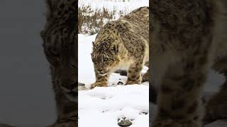 A Strong Male Snow Leopard! #snowleopard #wildcats #bigcat #bigcats #wildlife #nature #animals